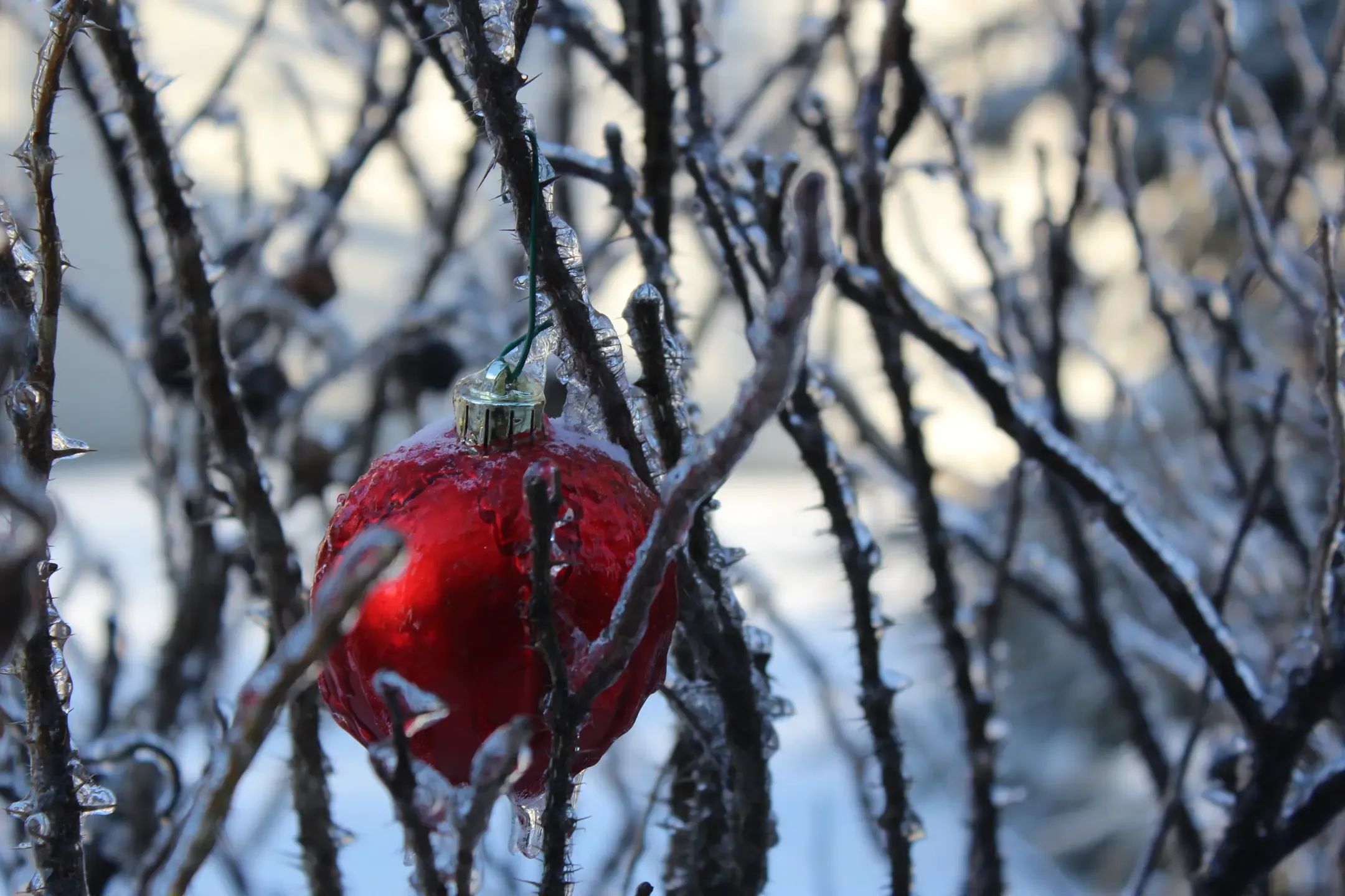 Title: Ornament, Description: A bright red christmas ornament on hung in an ice covered bush